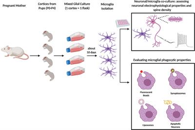 Strategies and Tools for Studying Microglial-Mediated Synapse Elimination and Refinement